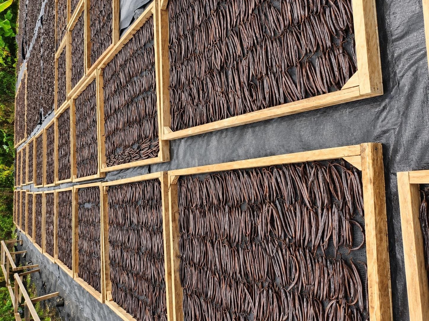 Cured Indonesian vanilla pods drying on wooden trays